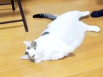 太ってしまった猫→ダイエットのため、歩かせようとしたら…想像以上に『やる気のない光景』に爆笑「強い意思を感じる」「もう顔がおもろいｗ」
