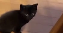 飼い主を見つめる『赤ちゃん猫』→『おいで』と声をかけられると…キュンとくる『尊すぎる行動』に１万いいね「疲れ吹っ飛ぶなぁ～」「反則」