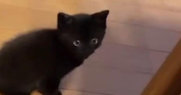 飼い主を見つめる『赤ちゃん猫』→『おいで』と声をかけられると…キュンとくる『尊すぎる行動』に1万いいね「疲れ吹っ飛ぶなぁ~」「反則」