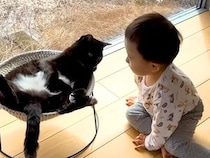 赤ちゃんと暮らす３匹の保護猫→まるで弟のように接していて…愛情にあふれた『日常の光景』に「みんな仲良し」「幸せ空間が素敵」と反響