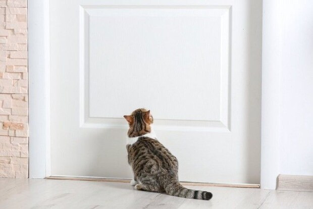 扉を見つめている猫