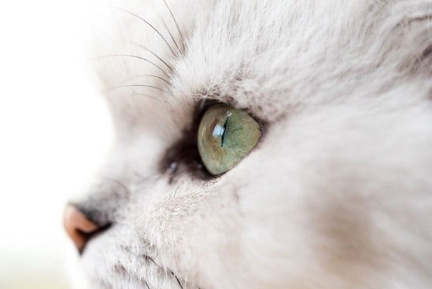 猫の横顔のアップ
