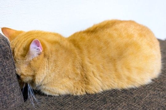 猫が物に頭を押し当てる『ヘッドプレッシング』が危険な理由3つ　見逃せない症状や取るべき対処法も解説
