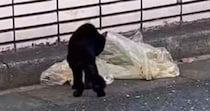 『ゴミ袋の汁を舐めていた』ガリガリの野良猫を保護したら…『現在の様子』に涙が出ると93万再生「泣けた」「たくさん幸せになってほしい」