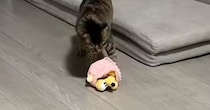 おもちゃで遊んでいた猫→突然ソファの上に移動したと思ったら…『予想外の行動』に「オンオフが激しいｗ」「可愛すぎるｗ」と36万再生
