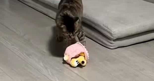 おもちゃで遊んでいた猫→突然ソファの上に移動したと思ったら…『予想外の行動』に「オンオフが激しいw」「可愛すぎるw」と36万再生
