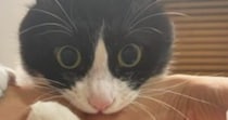 真剣な表情で『腕にしがみつく猫』を撮ったら…まるで演奏中のような『可愛すぎる光景』に７万いいね「持ち方がお上手」「ベテランの構えｗ」