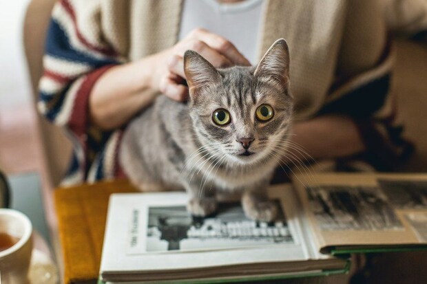 高齢女性の膝にのる猫