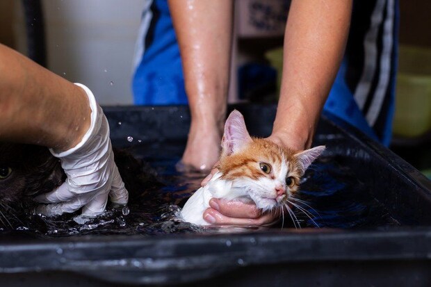 浴槽につかって洗浄される猫