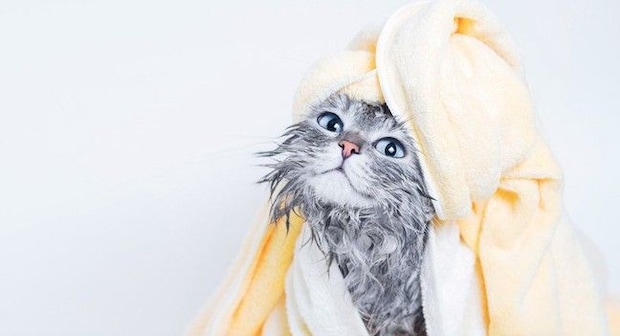 全身が接着剤まみれの子猫を保護　夫を亡くした女性と出会い、懸命な「オイル・マッサージ」を受けて「幸せな家族」になる　米国