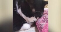 座布団にスリスリしていた猫→見られていることに気づいた『次の瞬間』…可愛すぎる光景に３万いいね「決定的瞬間ｗ」「もう笑っちゃうーｗ」