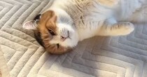 朝から甘えん坊モード全開の三毛猫→ゴロゴロと喉を鳴らして…『幸せすぎる光景』に「仕事いけないねｗ」「日々の疲れに効く」と反響