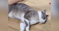 フローリングの上で『くるくる回される猫』→あまりにも無抵抗で…シュールすぎる光景に１万いいね「ワイパーだ」「新感覚の遊び方ｗ」