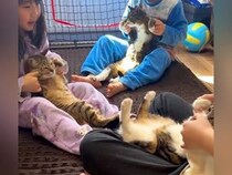 ネコを膝の上に乗せ、『手遊び歌』をする子供たち…とんでもなく可愛い『平和な光景』が43万再生「癒された」「胸がいっぱい」