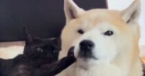 くっついて寝ていた『黒猫と柴犬』→柴犬が離れようとした結果…まさかの光景が64万再生「呆れてもうてるｗ」「愛が重いｗ」と爆笑の声