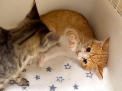 仲間と出会った保護子猫→みんなで遊ばせようとしたら…ずっと見ていたくなる『はじめましての光景』に反響「馴染んでる」「仲良くなれそう」