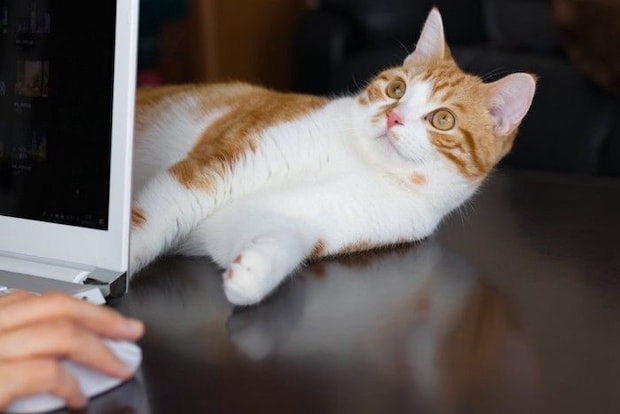 パソコン越しからアイコンタクトを送る猫