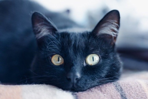 じっと見つめる猫