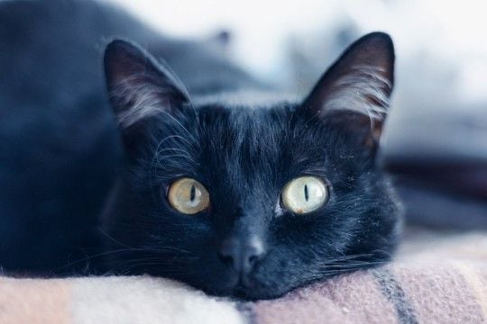猫から『アイコンタクト』が送られてくるときの理由3つ　隠された心理や上手に応える方法もご紹介