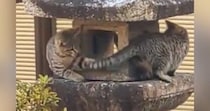 灯籠に登った２匹のネコ→お互いのしっぽが気になって…永遠に見ていたい『追いかけっこ』に８万いいね「猫印バターの完成ｗ」「永久機関ｗ」