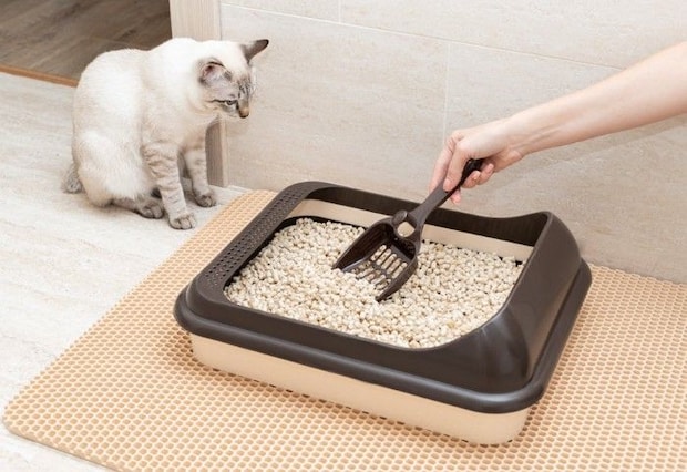 トイレを掃除する人と猫