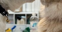 近づいてきた『仲良しな猫』の大胆な行動に……少女漫画のような『まさかの展開』に６万いいね「完全にヒロイン」「モノローグ入ってそうｗ」