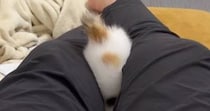足の上で『夢中になって遊んでいた子猫』が、突然…予想外すぎる『動き』に爆笑の声続出「笑いが止まらんｗ」「吹いたｗ」と115万表示