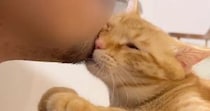夫の『あごヒゲ』が好きすぎる猫→頭を近づけて…想像を超える『熱狂ぶり』に「顔からマタタビ生えてる？」「愛されてるねｗ」と反響