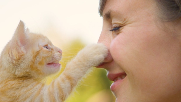 女性の鼻に触れる子猫
