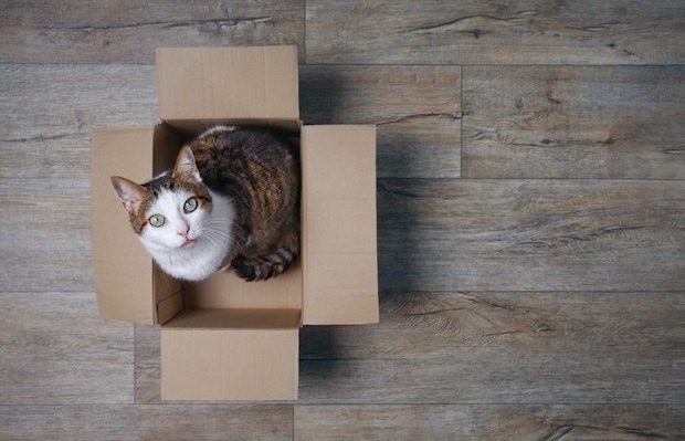 箱の中から見上げる猫