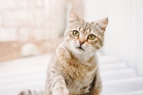 猫が語尾をあげて『ニャ？』と鳴く理由3選　聞きたいことがある？気持ちを読み取るポイントまで