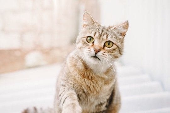 猫が語尾をあげて『ニャ？』と鳴く理由3選　聞きたいことがある？気持ちを読み取るポイントまで