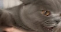 猫と『ツーショット』を撮ろうとした結果…想定外の『躍動感ありすぎる光景』に爆笑「おふたりの表情が好きｗ」「めちゃめちゃオモロイｗ」