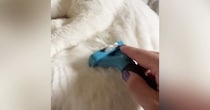 ブラッシング中、リラックスしていた猫→『お腹にブラシが触れた』次の瞬間…まさかの光景に１万いいね「目がマジだね」「声出して笑った」