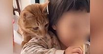猫たちと『家族になってからの日々』を振り返ったら…幸せあふれる光景に涙が出ると113万再生「幸せすぎて泣けた」「全てが尊いなぁ」