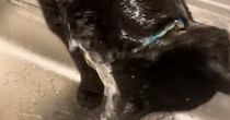 猫が蛇口から『普通に水を飲む』と思ったら…まさかすぎる光景に「全身で吸収するタイプかもｗ」「うそでしょｗｗ」と12万再生の反響