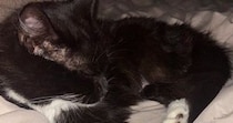 妻に『初日なのに猫が一緒に寝てくれた』と自慢した結果…まさかの展開に「世界一平和なマウント合戦」「可愛らしくて笑った」と17万表示