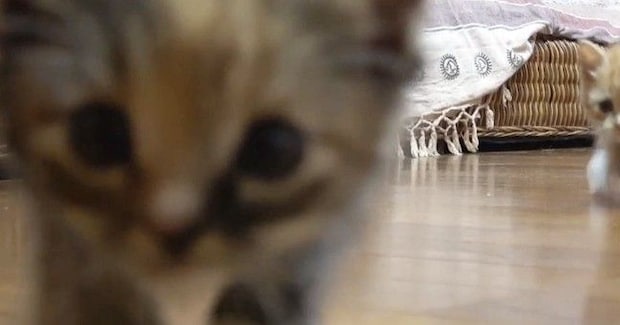保護3日目の『赤ちゃん猫たち』→カメラを構えていると…「可愛すぎて泣ける」33万再生された尊い瞬間に「全てが愛おしい」「ため息が出る」