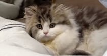 子猫が足元まで近づいてきて…可愛さを自覚しているとしか思えない『あざとすぎる行動』に「見せ方わかってる」「猫系彼女」と反響