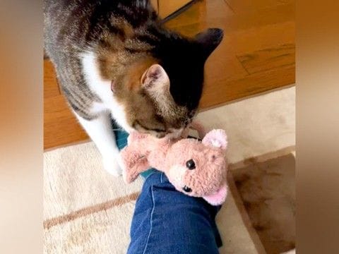 お気に入りのぬいぐるみを運ぶ猫→飼い主の足の上に…想定外な『ほっこりする行動』が31万再生「理由が知りたすぎる」「ゆっくり乗せてる」