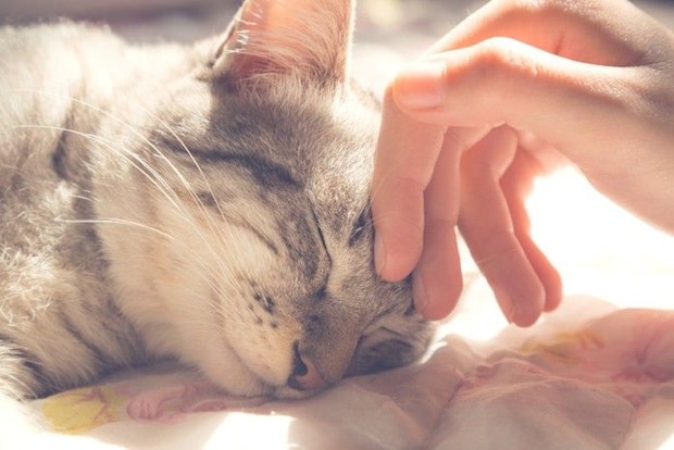 猫をなでる手