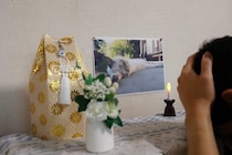 愛猫を亡くしたことによる『ペットロス』で表れる症状5つ　辛いお別れから立ち直るための対処法も