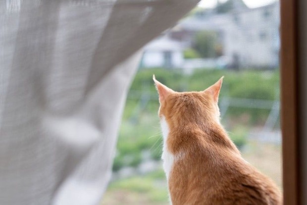 窓から外を眺める猫