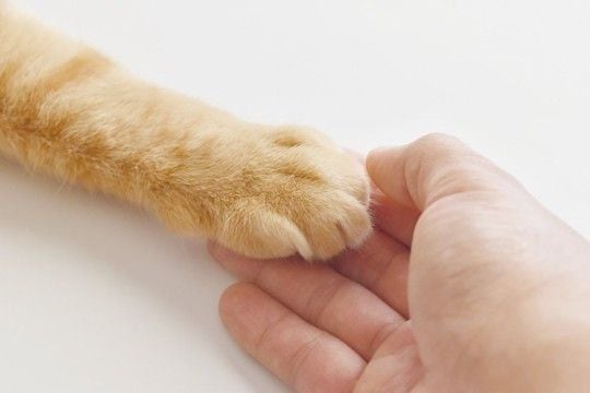 猫への『かわいそう』という思いが引き起こすトラブル4つ　逆効果になる理由や適切な関わり方