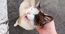 『ゴミ捨て場にいた野良猫』と目が合った結果…30分後の急展開と『現在の様子』に「なんて素敵なお話」「キレイになられて」と感動の声