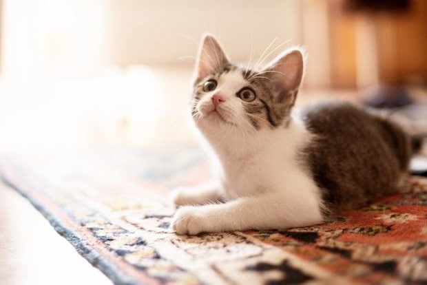 子猫