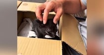 カラスに狙われていた『目がほとんど見えていない子猫』→保護して１年……涙あふれる『成長記録』に「感動した」「本当にありがとう」の声