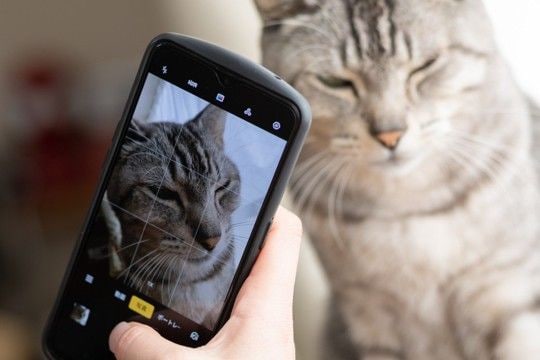 自分の『猫愛の強さ』に気付く瞬間4つ　猫好きなら共感できる、あるある現象とは？