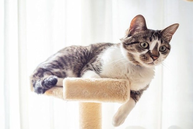 キャットタワーの上の猫