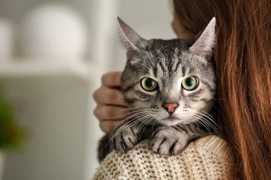 猫があなたの『肩に乗ってくる』ときの理由3選　登りたがる猫の特徴や上手な応え方まで